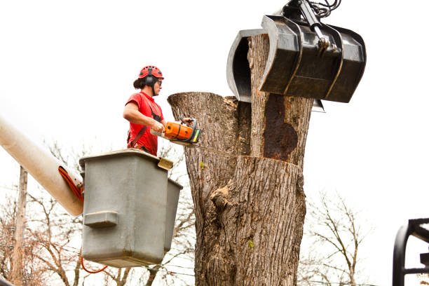 How Our Tree Care Process Works  in  Neenah, WI